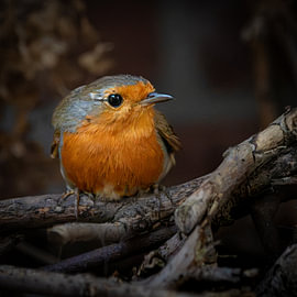Rotkehlchen auf der Aussichtsplattform von SO fotografie