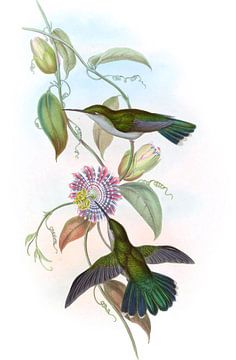 Sombre Sabre-Wing, John Gould van Hummingbirds