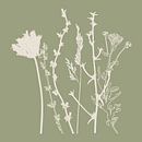 Meadow Botanical art in Sage Green en Beige nr. 2 van Dina Dankers thumbnail