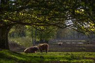 Schotse Hooglanders van Arie Flokstra Natuurfotografie thumbnail