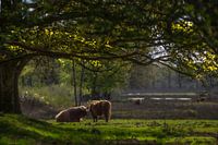 Schotse Hooglanders