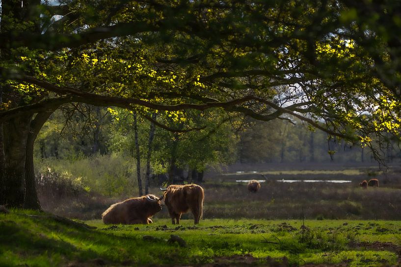 Schotse Hooglanders van Arie Flokstra Natuurfotografie