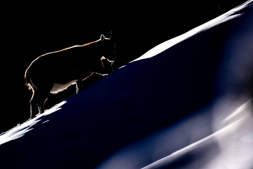Silhouette ibex by Sam Mannaerts