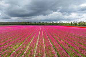 Tulpen auf einem Feld mit dunklen Wolken im Frühling