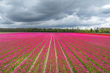 Tulpen in een veld met donkere wolken erboven in de lente