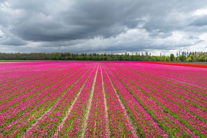 Tulips a field with dark clouds above during springtime by Sjoerd van der Wal Photography