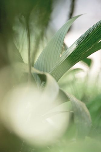 Blad Lichtgevangen in een Poëtische Groenwaas