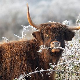 Schotse Hooglander in de vroege ochtend met rijp op de takken van Barbara Kempeneers