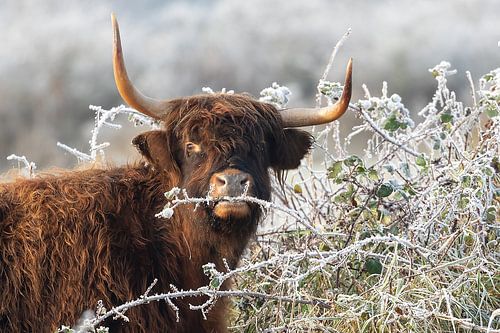 Scottish Highlander in the early morning with hoarfrost on the branches