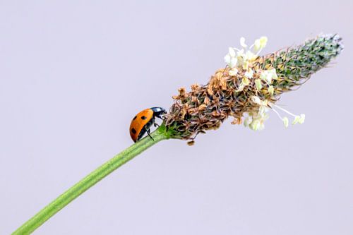 Little ladybird brings luck into the house