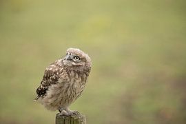 alert by hanny bosveld