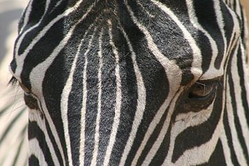 The eyes of a zebra van Willy Sybesma