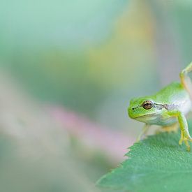 Yoga-Frosch von Larissa Rand