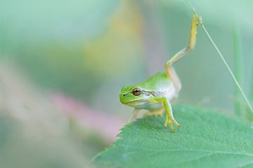 Yoga frog by Larissa Rand