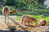 Llama en capibara - dierensymbolen van Zuid- en Latijns-Amerika grazen vreedzaam samen op een groen  van Michael Semenov thumbnail