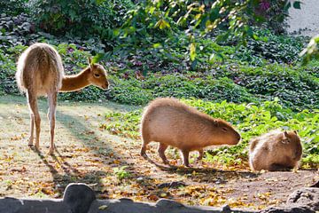 Llama and capybara - animal symbols of South and Latin America graze peacefully on a green lawn toge by Michael Semenov