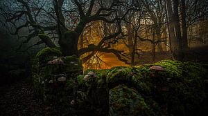 Letzte Sonne im Wald