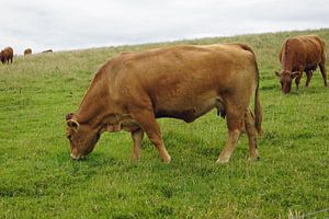 Rind auf der Weide
