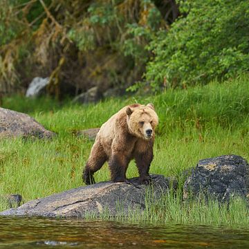 Grizzly sur Gerard Oonk