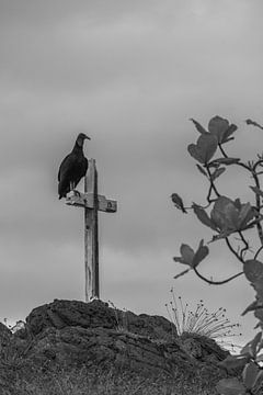Gardien de l'éternité - Le vautour noir sur la croix sur Femke Ketelaar