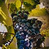 Een tros druiven (Provence) van Daphne Groeneveld