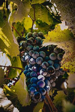 Een tros druiven (Provence)
