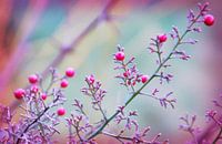 Pearls of Nature