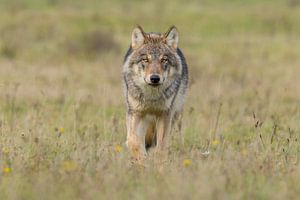 Der Wolf in den Niederlanden