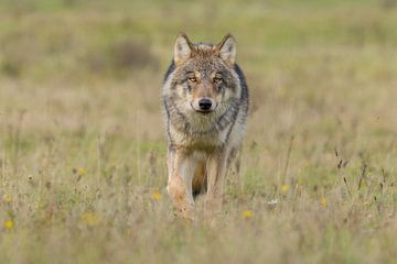 Le loup aux Pays-Bas sur Menno Schaefer