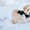 Maltipoo das erste mal im Schnee! von Momentaufnahme | Marius Ahlers