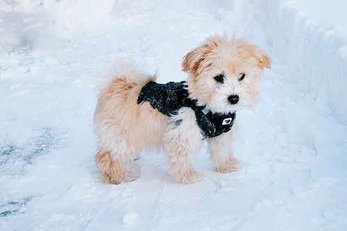 Maltipoo voor het eerst in de sneeuw!