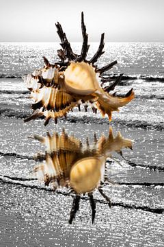Schelp in kleur met zee achtergrond in zwart wit van Lisette Rijkers