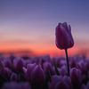 Roze tulp boven het veld tijdens gouden zonsondergang van Zwoele Plaatjes