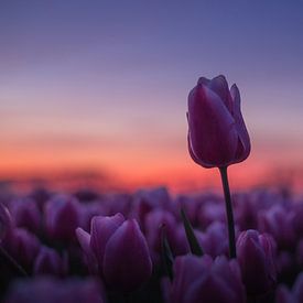 Roze tulp boven het veld tijdens gouden zonsondergang van Zwoele Plaatjes