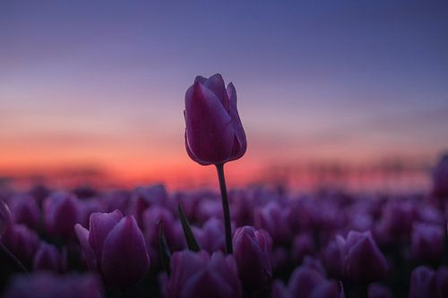 Roze tulp boven het veld tijdens gouden zonsondergang van Zwoele Plaatjes