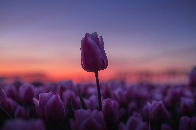 Pink tulip above the field during golden sunset by Zwoele Plaatjes