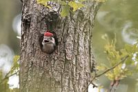 Hungry young Great Spotted Woodpecker | Birds of Zuid-Kennemerland