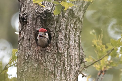 Hongerige jonge Grote Bonte Specht | Vogels van Zuid-Kennemerland