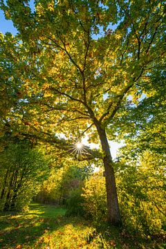 Zonnige herfstboom. van Rob Christiaans