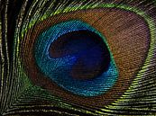 Peacock feather in the light (close-up) by Marjolijn van den Berg thumbnail