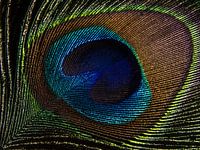 Peacock feather in the light (close-up)