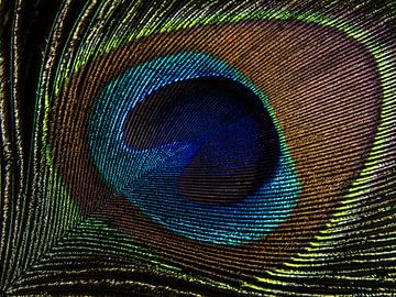 Peacock feather in the light (close-up) by Marjolijn van den Berg
