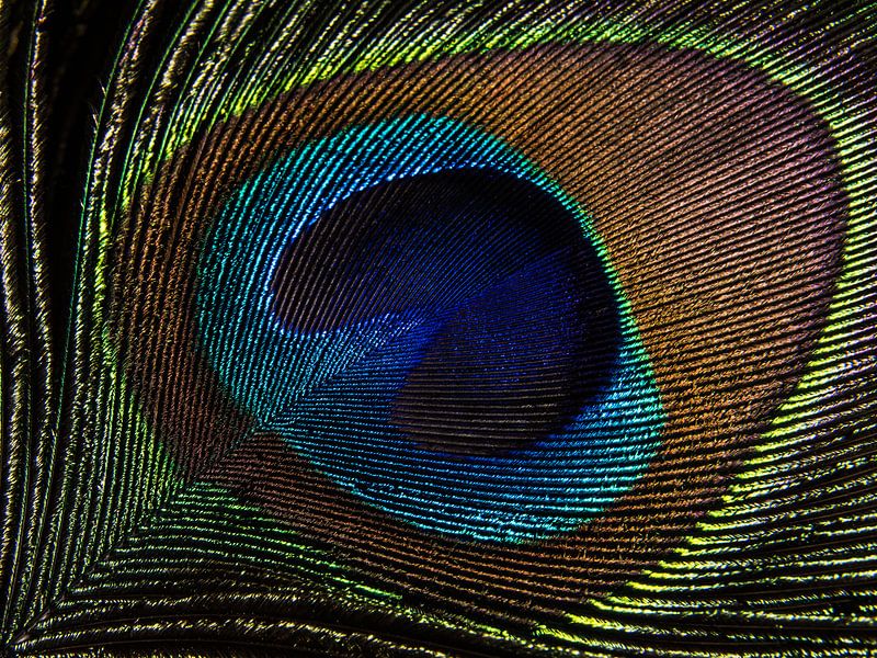 Peacock feather in the light (close-up) by Marjolijn van den Berg