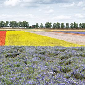 Champ de fleurs colorées sur l'île de Tholen sur Arie Storm