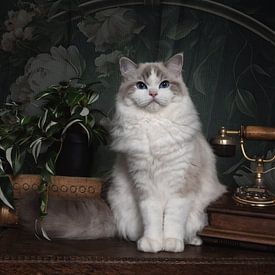 Fine Art Vintage Ragdoll by Nikki IJsendoorn
