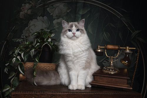 Fine Art Vintage Ragdoll von Nikki IJsendoorn