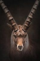 Portrait of an ibex in warm colours | fineart photography