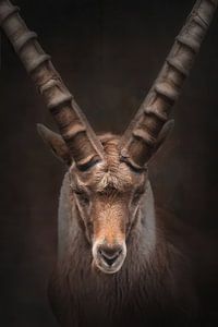 Portrait d'un bouquetin aux couleurs chaudes | fineart photography