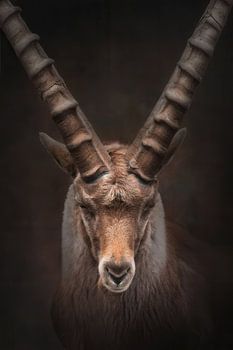 Portret van een steenbok in warme kleuren | fineart fotografie