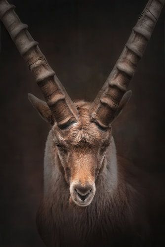 Portrait eines Steinbocks in warmen Farben | fineart photography